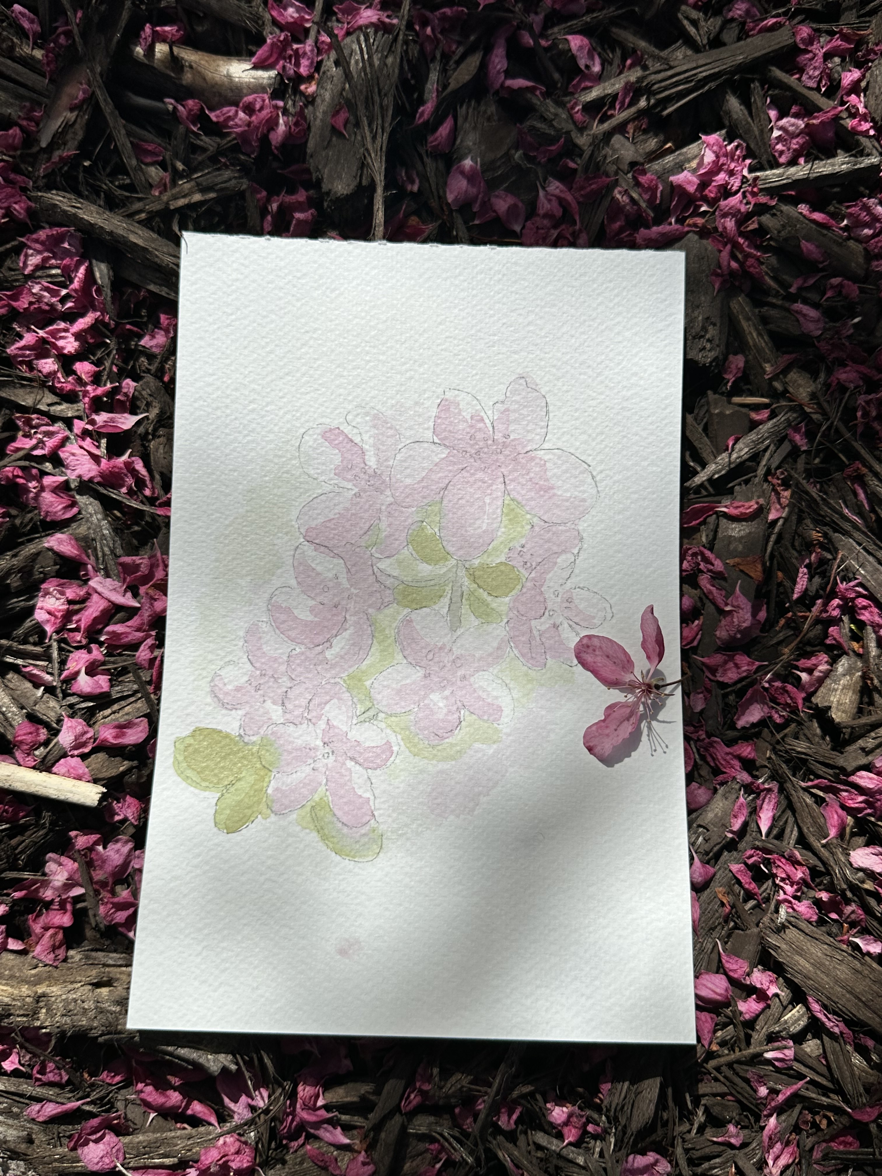 Crabapple Flower Painting