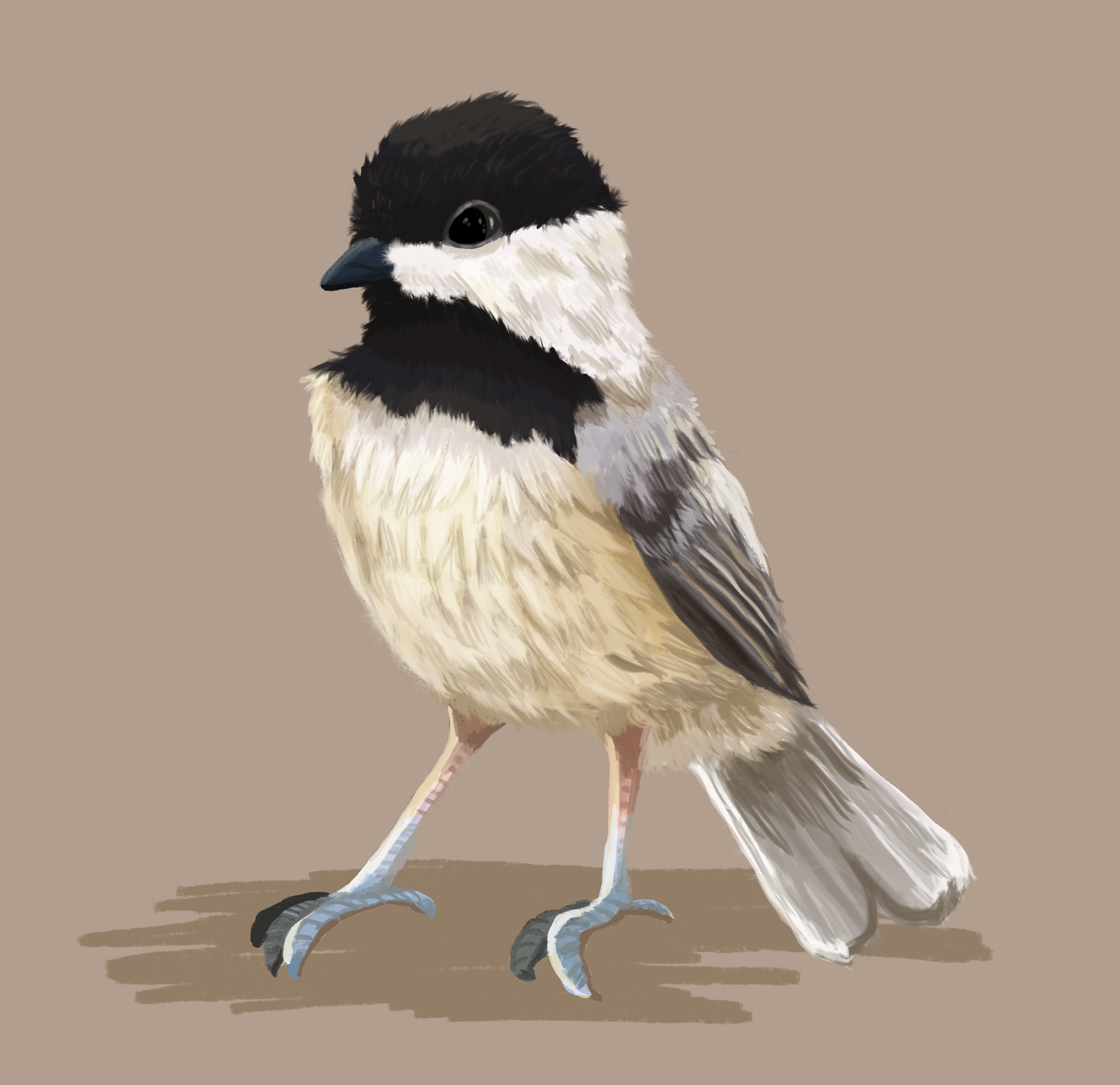 Chickadee